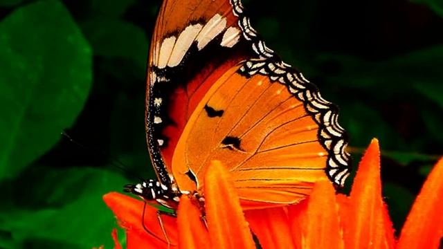Цветы и бабочки. Цвет бабочек. Flowers and butterflies смотреть онлайн