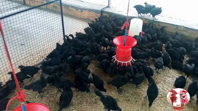 Ухейилюй .Китайские куры. смотреть онлайн