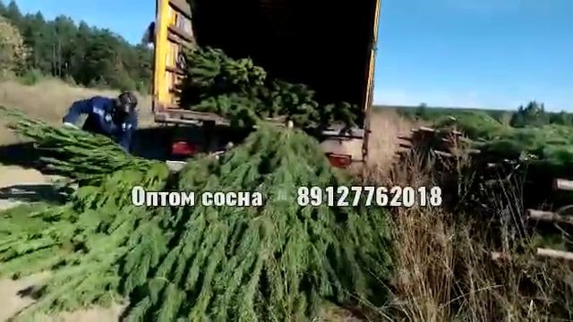 Елки Оптом Новогодние Живые ☎️89127762018 ➡️ Telegram: https://t.me/elkirussia смотреть онлайн