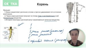 Все о корнях растений за 10 минут | БИОЛОГИЯ ОГЭ | СОТКА