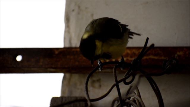 Птенцы синицы смотреть онлайн