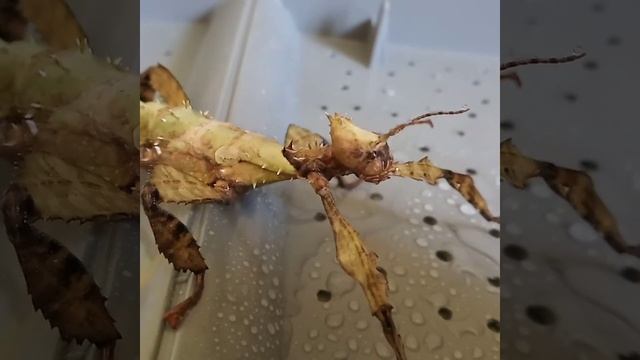 Австралийский палочник смотреть онлайн