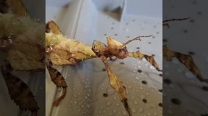 Австралийский палочник