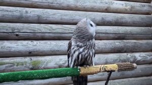 Филин Варя и Сова Басик. Вечерние угуки