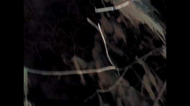 Ритуал с кактусом Сан Педро в лесу Тамадава на острове Гран Канария смотреть онлайн