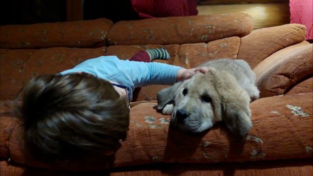 Канистерапия/Пет терапия/Зоотерапия 🐾💕 смотреть онлайн