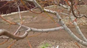 ОБРЕЗКА ПЕРСИКА ПО БУТОНУ.  Как обрезать персик.