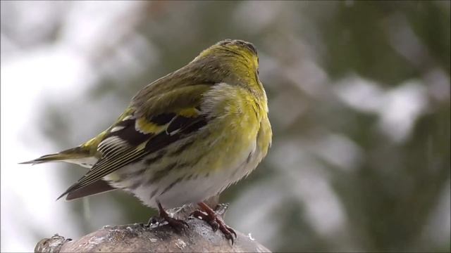 Футаж videos/птица-певчих-птиц-природы-животных смотреть онлайн