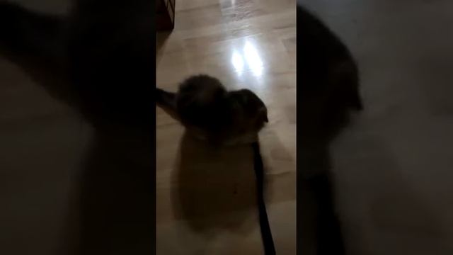 Шотландская золотая тикированная кошечка. смотреть онлайн