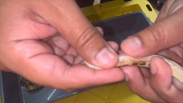 How to Pop a Ball Python to Determine Gender смотреть онлайн