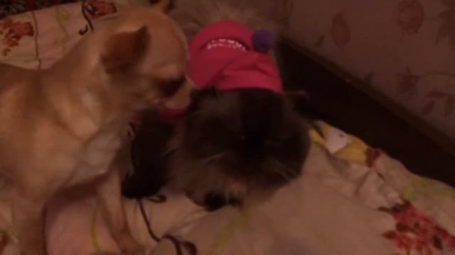 Одели кота в одежду собачки) смотреть онлайн