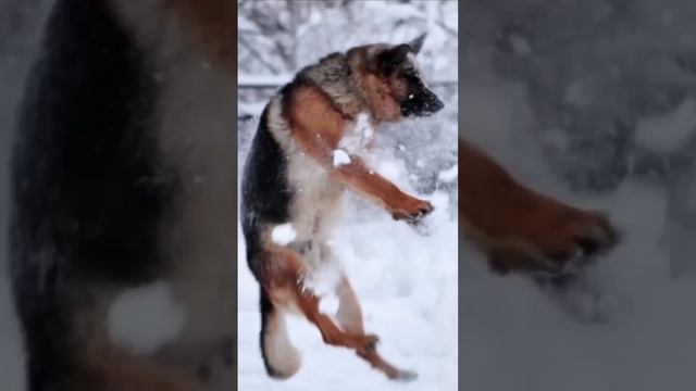 -Эдит Немецкая Овчарка для @full_wildcraft_adit_dogs. смотреть онлайн