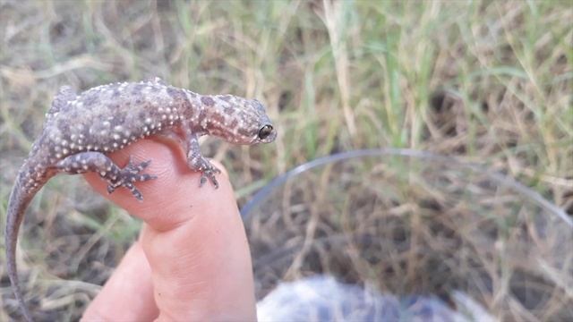 Средиземноморский домашний геккон и рептилии, окружающие нас - несколько фактов смотреть онлайн