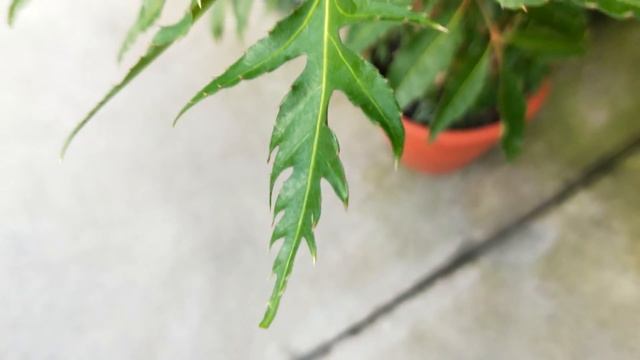 Polyscias fruticosa 觀葉植物圖鑑 裂葉福祿桐(川七福祿桐) смотреть онлайн