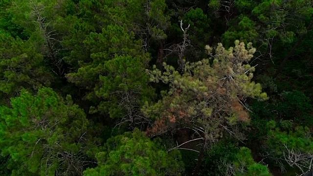 Майндфулнесс терапия. Практика осознанности. Практика Метта смотреть онлайн