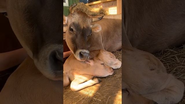 Телка Джерси стала мамой смотреть онлайн