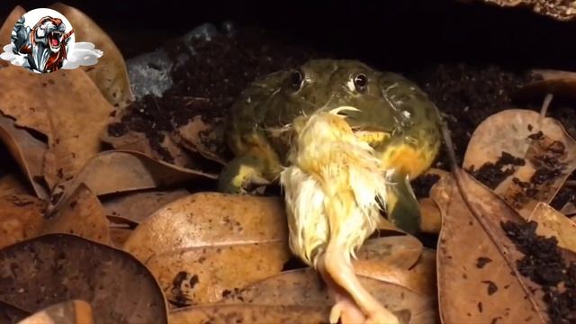 Bull Frog Can Eat Anything From Bird to Mice смотреть онлайн