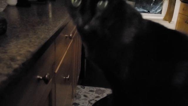 Clinton the cat. смотреть онлайн