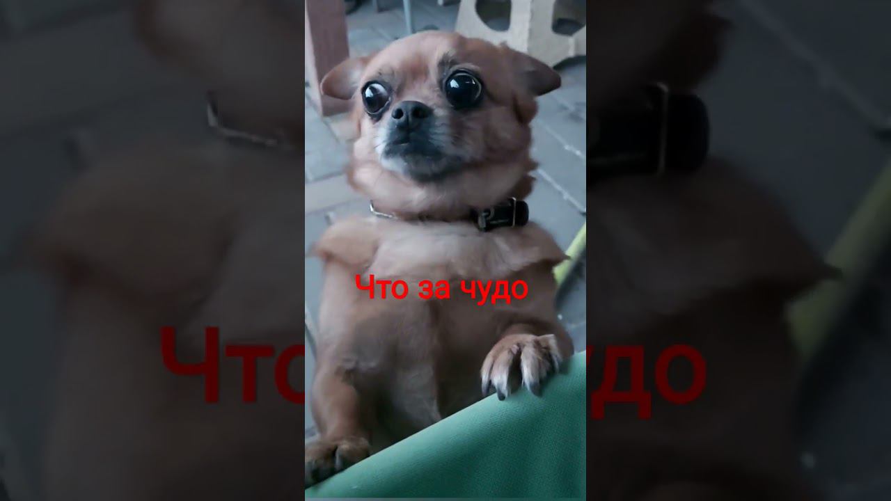 Прелестное чудо! #shorts смотреть онлайн