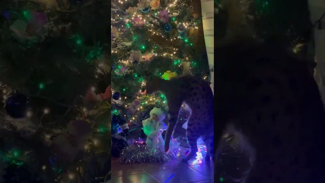 Новогодние игрушки и хищники 🐆🎄 смотреть онлайн