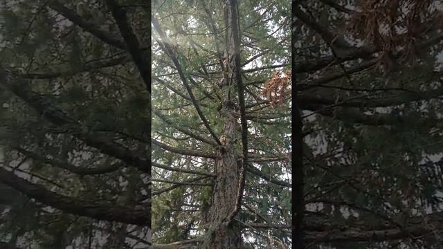 2021.07.09 Аблакетка. Усть-Каменогорск. голоса птицы и пчёлы. смотреть онлайн