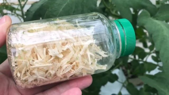 Энтомофаги Хищный клоп полифаг «Макролофус пигмеус» смотреть онлайн