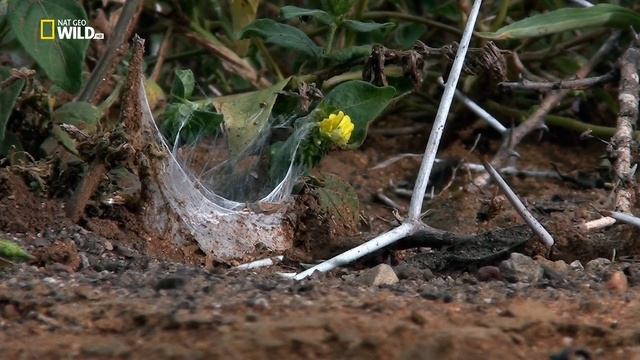 Паук против многоножки смотреть онлайн