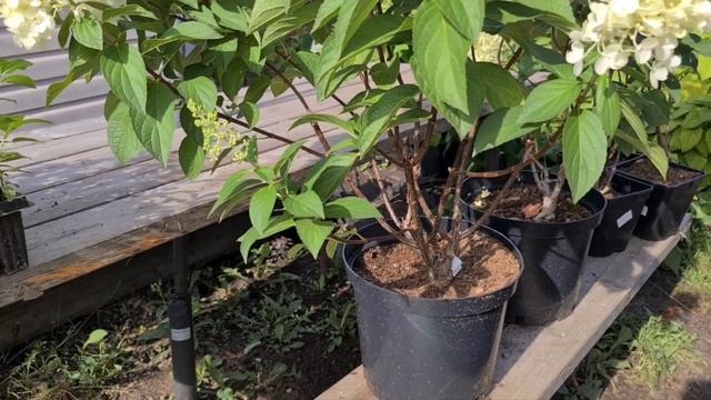 Сильвер Доллар. Неприхотлив и надежен при любой погоде смотреть онлайн