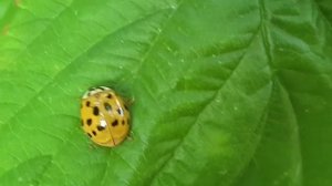 Божьи коровки. Интересные факты о божьих коровках. Божьи коровки хищники. Удивительные насекомые.