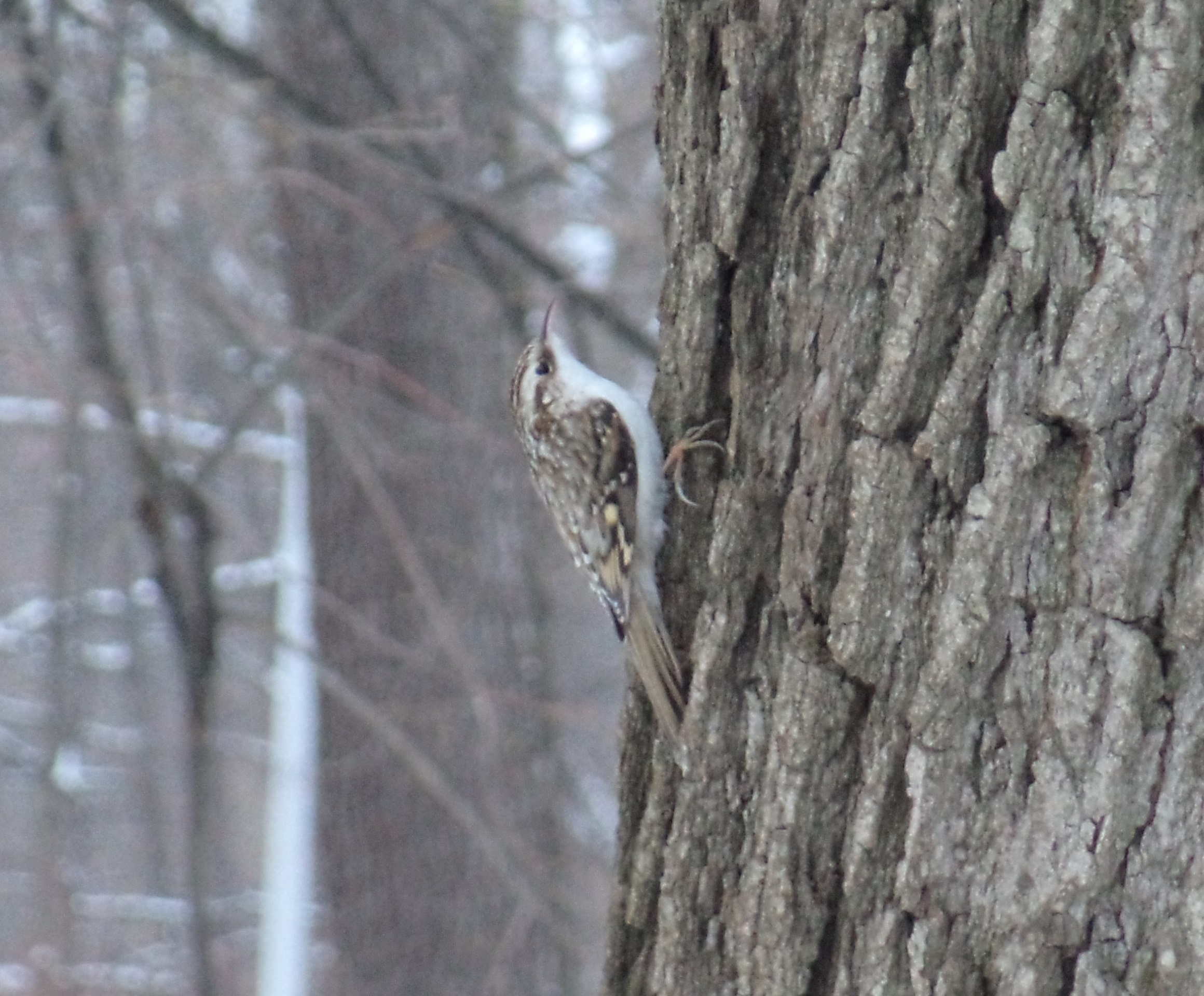 Пищуха на фоне коры дерева почти незаметна смотреть онлайн