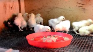 Ушанка лохмоногая и личинка хрущака.