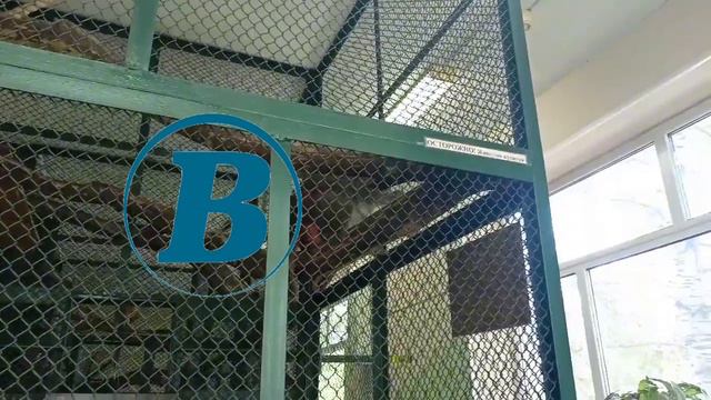 Макака Анфиса из Сургута предсказала победу Германии над Шотландией в матче открытия Евро-2024 смотреть онлайн