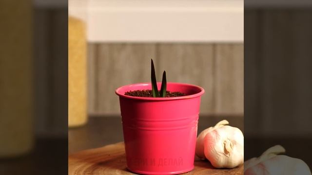 23 СОВЕТА О ТОМ, КАК ВЫРАСТИТЬ РОСКОШНЫЙ САД НА ДОМУ смотреть онлайн