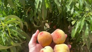 Колоновидный персик Юбилей столицы Россия | Small Gardens