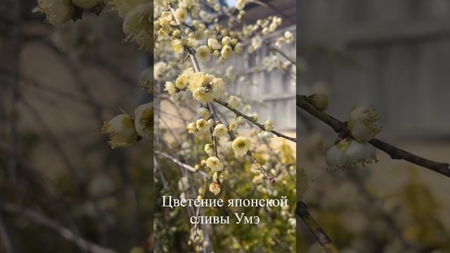 Япония. Цветение сливы Умэ. смотреть онлайн