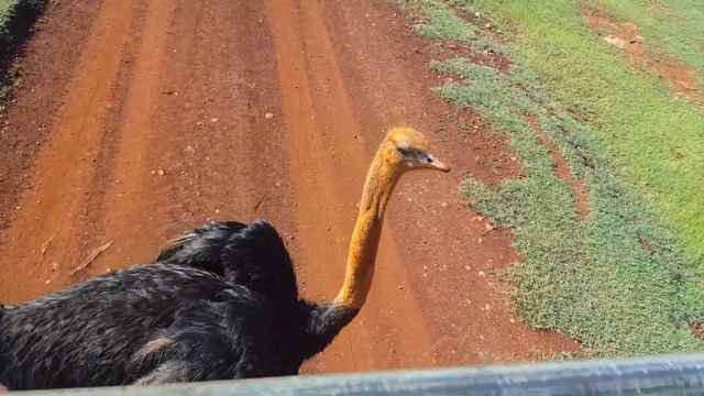 Куба. Ольгин. Сафари парк (экскурсия)(1) смотреть онлайн