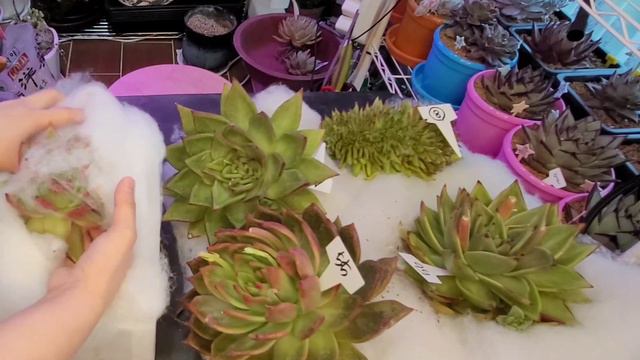 Unboxing Succulent | Big Korean Echeveria & Agavoides | #succulenthaul #다욕이 смотреть онлайн