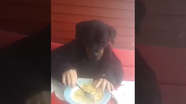 Аппетит как у собаки))) смотреть онлайн