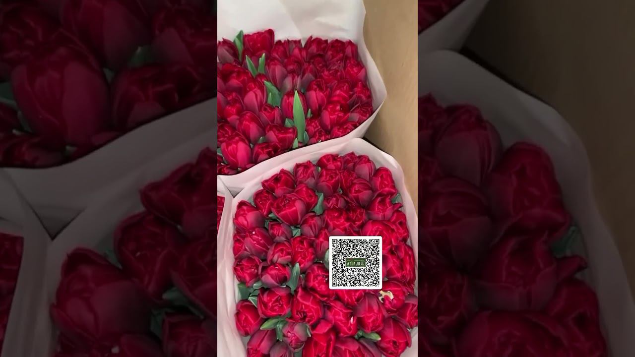 Вся актуальная информация у нас в телеграм канале. Вводим в поисковике аагоньтюльпан и подписываемся