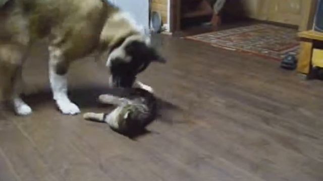 дружба американской акиты и кошки смотреть онлайн