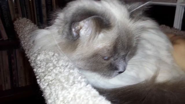 Heidi gulping смотреть онлайн