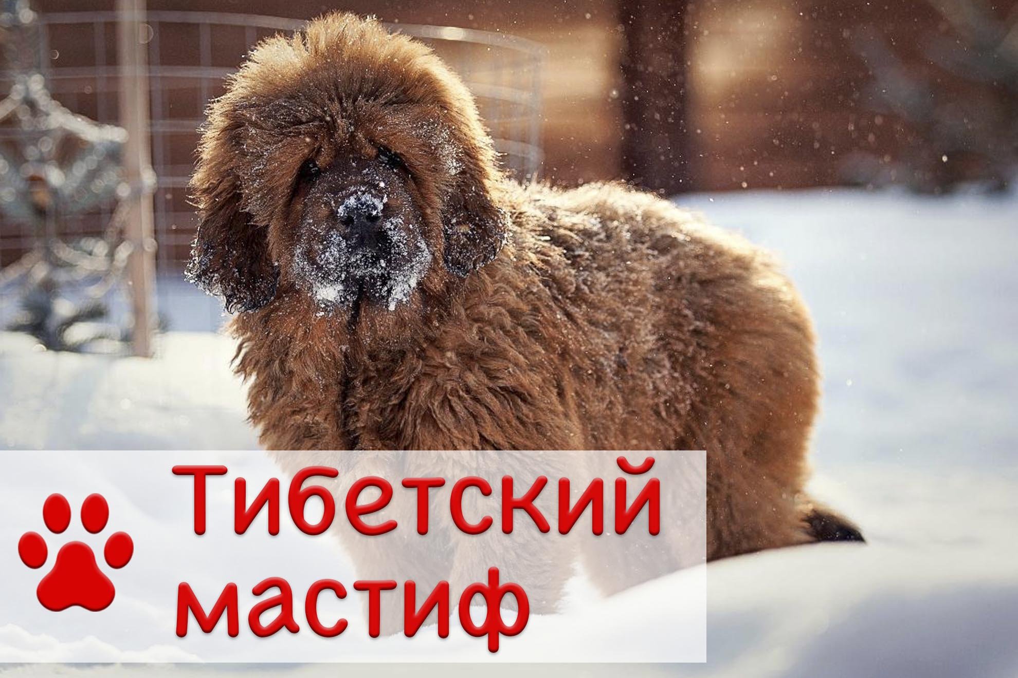 Тибетский мастиф | Все о породе смотреть онлайн