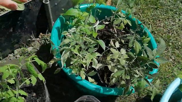 +лишняя рассада в цветник май 2022 смотреть онлайн