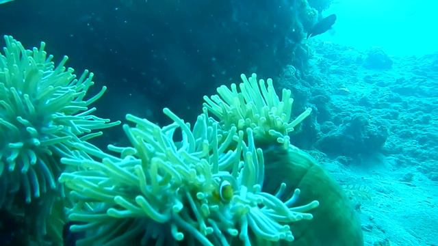 Амфиприоны смотреть онлайн