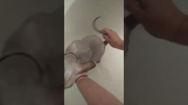 #Мы_моемся#Купание_кота_сфинкса_в_ванной#купание кота смотреть онлайн