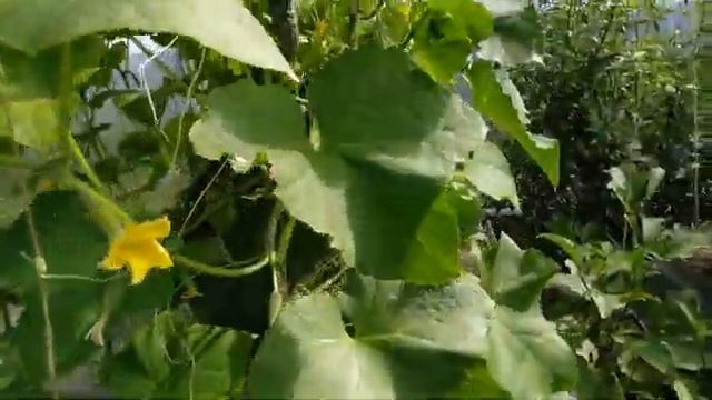 История нашего участка.. Новая покупка-сосна Негиши. смотреть онлайн