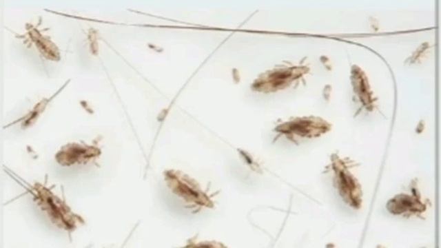 Bit va sirkalarni 100% yoʻqotish usuli, natija zoʻr??? смотреть онлайн