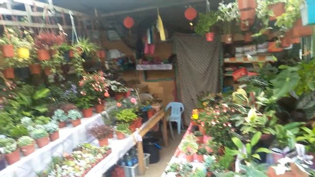 Gerai bunga di Ranau Sabah. смотреть онлайн