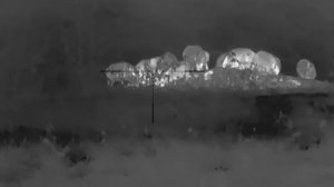 Охота на кабана с тепловизионным прицелом Сутонг.