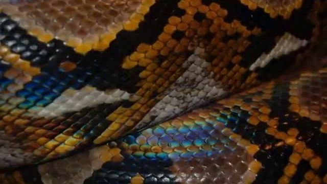 Pitón reticulado (Python reticulatus) EVARISTO Integrante del stuff de Ⓐlternatus Uruguay. смотреть онлайн